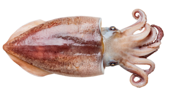 top view of fresh cuttlefish with spotted skin texture and curled tentacles on isolated background png