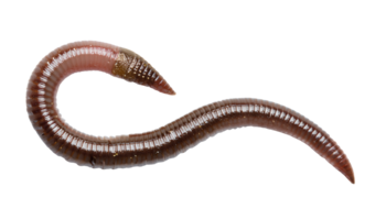 realistic earthworm close-up top view, segmented body structure with natural brown and pink tone, on isolated background png