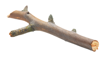 dry broken tree branch with textured bark and visible nodes, natural wood element on isolated background png