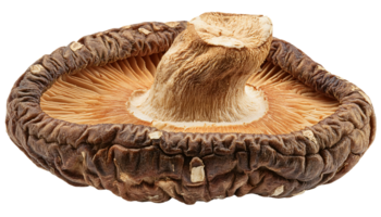 whole dried shiitake mushroom with upright stem and wrinkled gill texture, close-up view of asian culinary ingredient on isolated background png