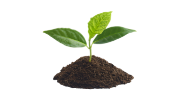 young green seedling with three leaves sprouting from rich soil mound on isolated background png