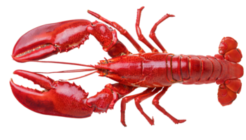 top view of cooked red lobster with detailed claws and shell texture, gourmet seafood delicacy on isolated background png