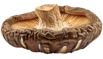 dried shiitake mushroom close-up showing gills and stem structure with wrinkled surface texture for asian cooking and herbal use on isolated background png