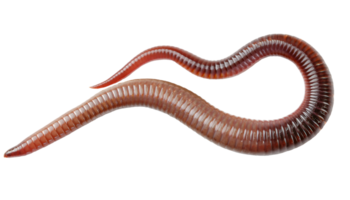 reddish brown earthworm close-up top view, segmented smooth body structure with shiny texture, on isolated background png