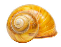 detailed close-up top view of golden apple snail shell with spiral pattern and glossy texture on isolated background png