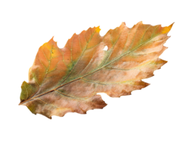 dry autumn oak leaf with brown orange green hues and visible vein texture on isolated background png