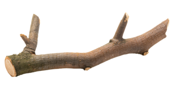 natural rough broken tree branch with visible bark and small cut twigs, rustic wood texture on isolated background png