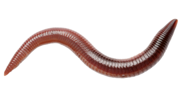 curved earthworm with shiny reddish brown segmented body, top view macro photograph on isolated background png