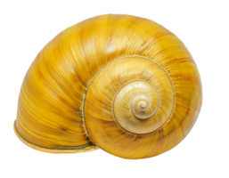 golden apple snail shell close-up with shiny spiral texture and natural golden yellow surface, realistic biological specimen for nature and design use, on isolated background png