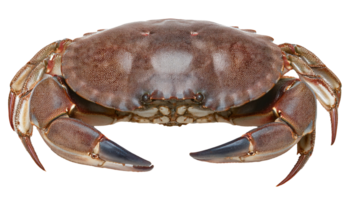 top view of raw mud crab with detailed claws and shell texture on isolated background for seafood and culinary uses png