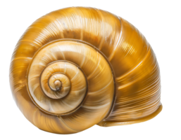 glossy golden apple snail shell close-up with detailed spiral structure and smooth natural surface, realistic biological reference on isolated background png