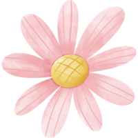 A pink daisy-like flower with a bright yellow center on a transparent background. The petals have delicate veining and a watercolor texture. png