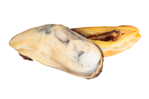 Side view of two cooked green mussels meat isolated with clipping path in file format png