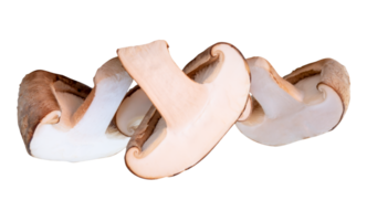 Three halves of shiitake mushroom isolated with clipping path in file format png