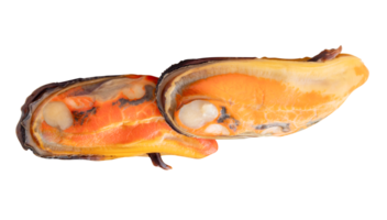 Side view of two cooked green mussels in meat in pile isolated with clipping path in file format png