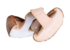 Two halves of shiitake mushroom isolated with clipping path in file format png