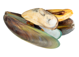 Cooked green mussels with green mussels meat in stack isolated with clipping path in file format png