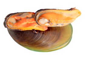 Side view of three cooked green mussels in meat and shell in pile isolated with clipping path in file format png