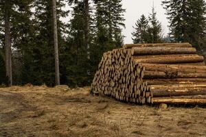 Cut down tree trunks lie along a country road in Poland Sudeten Mountains. photo