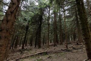 Pine mountain forest, trees growing on the eastern slopes of the Sudeten Mountains in the Czech Republic and Poland. Landscape photo