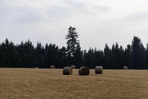 Stacks of hay on a field. Eastern Sudetes on the border of Poland and the Czech photo