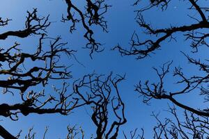 Crooked branches, of trees without leaves against blue sky. Spring background photo
