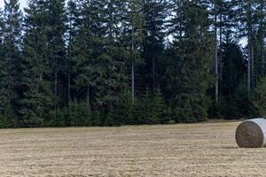 Stacks of hay on a field, Eastern Sudetes on the border of Poland and the Czech Republic. photo