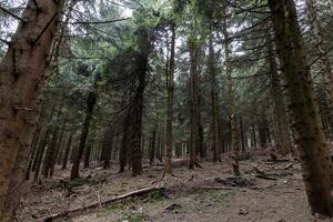 Pine mountain forest trees growing on the eastern slopes of the Sudeten Mountains in the Czech Republic and Poland. Landscape photo