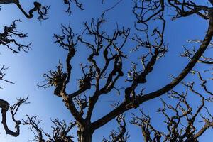 Crooked branches of trees without leaves against blue sky. Spring background. photo