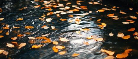 A serene water surface adorned with autumn leaves, reflecting light and creating a tranquil atmosphere. photo