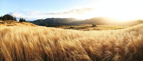 A serene landscape of golden grass fields under a bright sky, illuminated by the warm glow of the setting sun, offering a tranquil rural view. photo