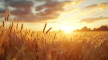 Golden wheat sways gently in the breeze as the sun sets, casting a warm glow over the landscape with distant mountains in the background. photo