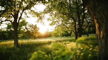 A serene forest scene with sunlight filtering through trees, illuminating a grassy field. photo