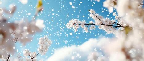 Delicate blossoms in a bright blue sky with scattered clouds, creating a serene and picturesque springtime scene. photo
