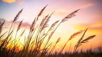 Tall grass sways gently against a colorful sunset sky, creating a serene and tranquil natural scene. photo
