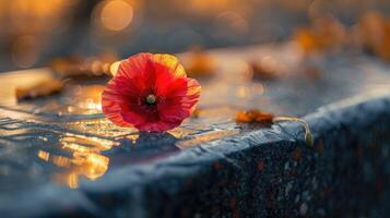 A simple red poppy flower resting on a polished stone memorial. Symbol of Remembrance and Reconciliation Day. photo