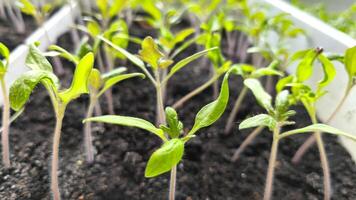 Tomato seedlings in a plastic container on a windowsill. Young plants are waiting to be planted in the soil in the garden. Farming and agriculture concept photo