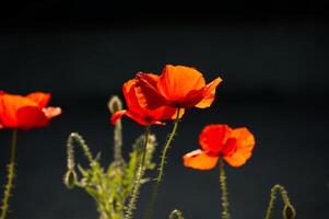 Stunning red poppies blossom in the summer sun, creating a vibrant and cheerful scene photo