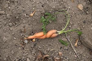 Unique twisted carrot in natural garden setting. photo