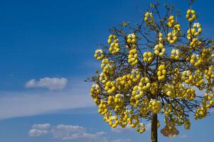 Decorative tree adorned with yellow Easter eggs on a bright, sunny day with a clear blue sky. photo