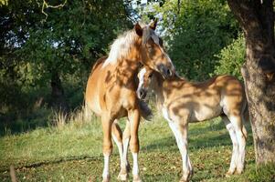 A tender moment of a mother horse and her foal sharing an intimate connection. photo