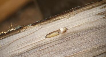 A roundheaded borer larva exits its tunnel from inside a sawn wooden tree branch. photo