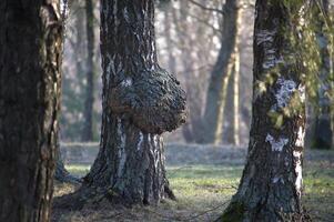 A large burr grows on a birch tree in a forest, illuminated by dappled sunlight during the day. photo