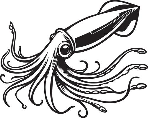 Squid Sketch Drawing.