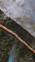 Professional jeweler works with decorative gold chain part using tool and gas burner on fireproof brick. closeup. video