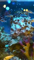 A fish tank with many different types of fish video