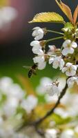 A bee collects nectar from the cherry blossoms on a tree in the spring. Selective focus. video