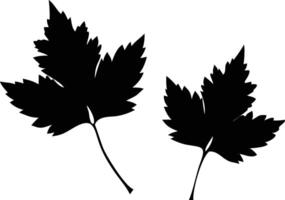 Two Black Leaf Silhouettes , Botanical Element Design vector