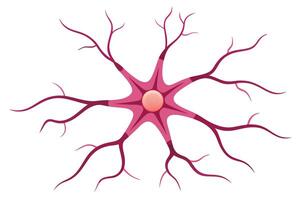 Neuron Cell on White Background with Pink Dendrites and a Circular Nucleus vector