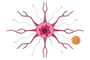 Neuron Cell Body with Dendrites and Axon Hillock on White Background vector